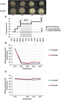 Metatranscriptomic Analysis of Corals Inoculated With Tolerant and Non-Tolerant Symbiont Exposed to High Temperature and Light Stress